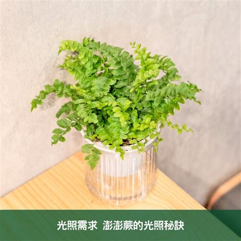 辦公桌植物位置|辦公室植物養護全攻略